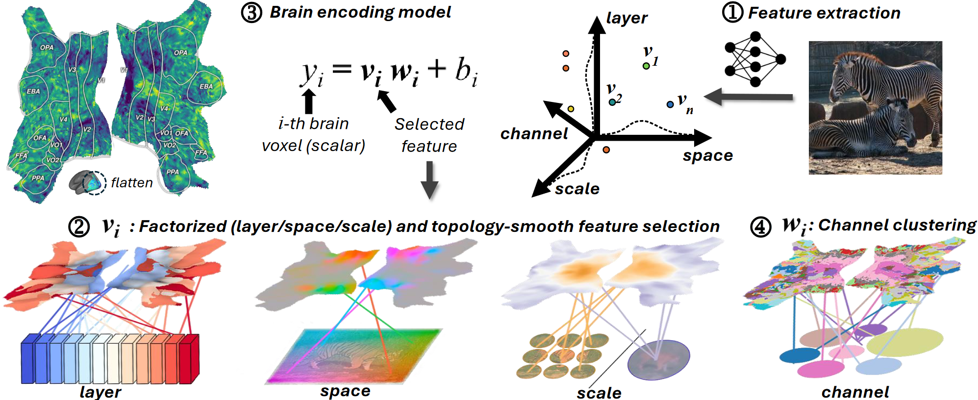 Network on brain visualization
