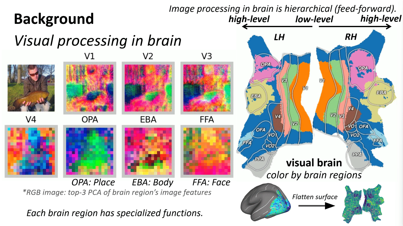 Visual brain hierarchy