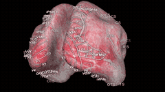 Memory Encoding Model
